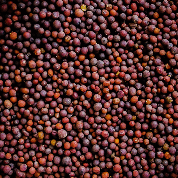 BLACK MUSTARD SEEDS (STANDARD VARIANT) 1KG - Image 2